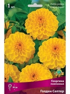 Георгина помпонная Голден Септер Разбор I, 1 шт.  (артикул 10996004)  большой выбор товаров оптом и в розницу по низким ценам с доставкой