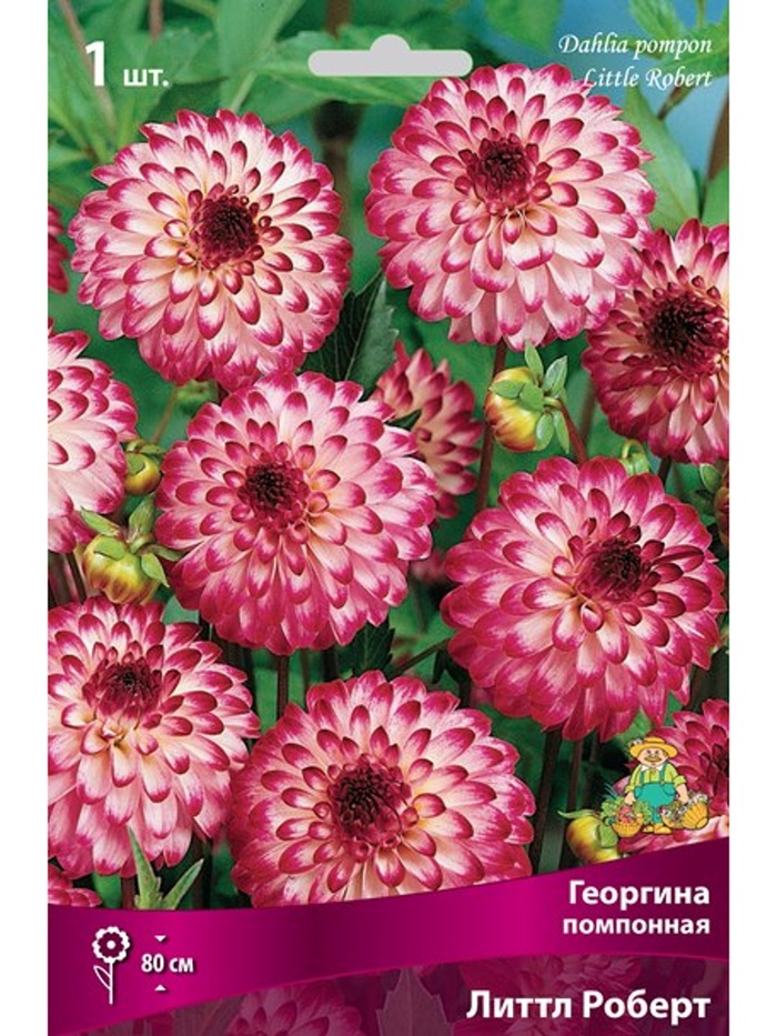 Георгина помпонная Литтл Роберт Разбор I, 1 шт.