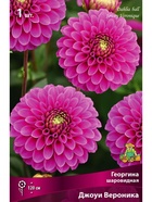 Георгина шаровидная Джоуи Вероника Разбор I, 1 шт.  (артикул 10996006)  большой выбор товаров оптом и в розницу по низким ценам с доставкой