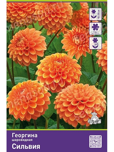 Георгина шаровидная Сильвия Разбор I, 1 шт.