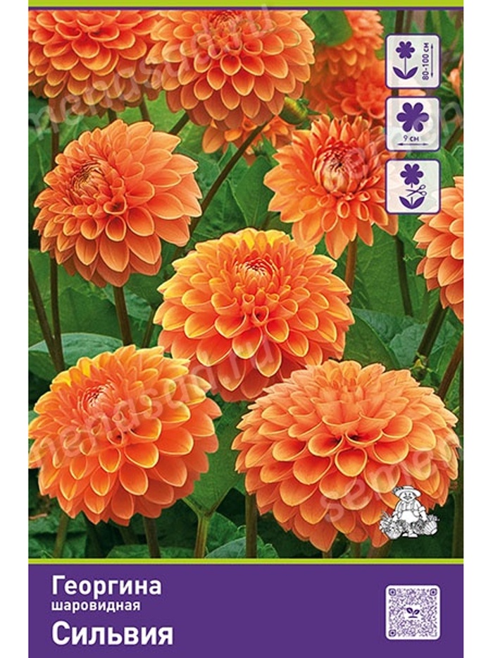 Георгина шаровидная Сильвия Разбор I, 1 шт. - Фото 1