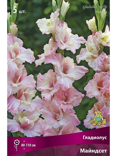 Гладиолус гофрированный Майндсет Разбор 10/12, 5 шт.