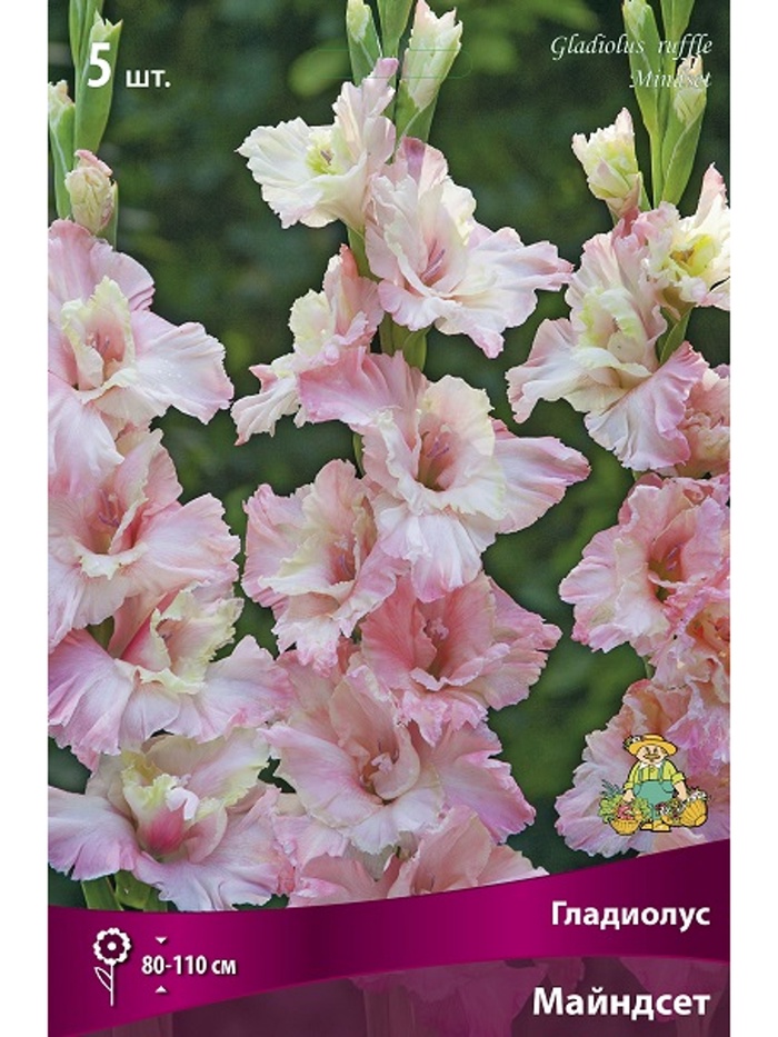 Гладиолус гофрированный Майндсет Разбор 10/12, 5 шт.