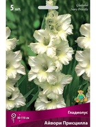 Гладиолус крупноцветковый Айвори Присцилла Разбор 10/12, 5 шт.  (артикул 10996011)  большой выбор товаров оптом и в розницу по низким ценам с доставкой