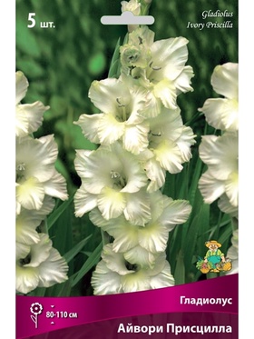 Гладиолус крупноцветковый Айвори Присцилла Разбор 10/12, 5 шт.