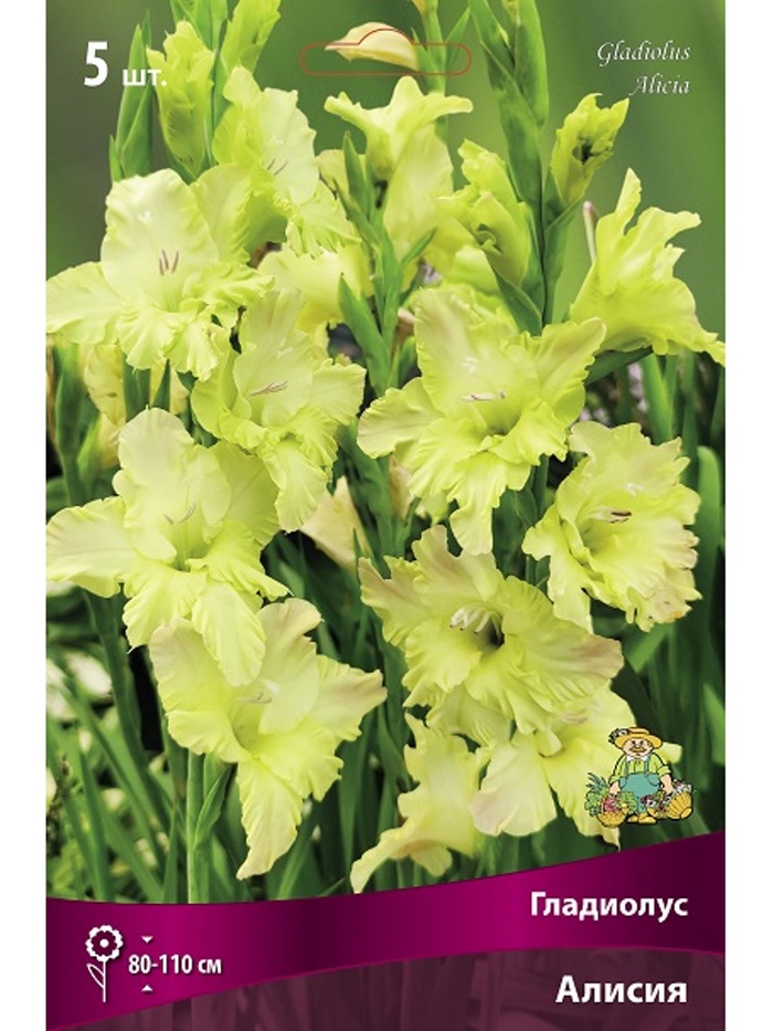 Гладиолус крупноцветковый Алисия Разбор 10/12, 5 шт.