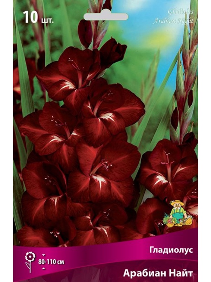 Гладиолус крупноцветковый Арабиан Найт Разбор 10/12, 10 шт.