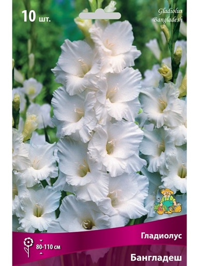 Гладиолус крупноцветковый Бангладеш Разбор 10/12, 10 шт.