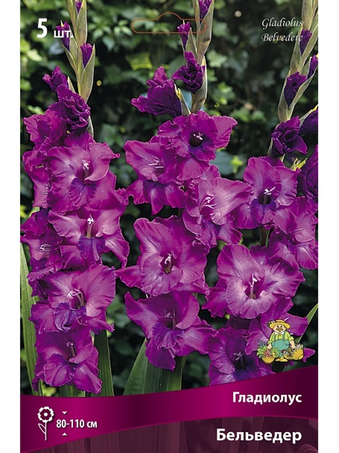 Гладиолус крупноцветковый Бельведер Разбор 10/12, 5 шт.