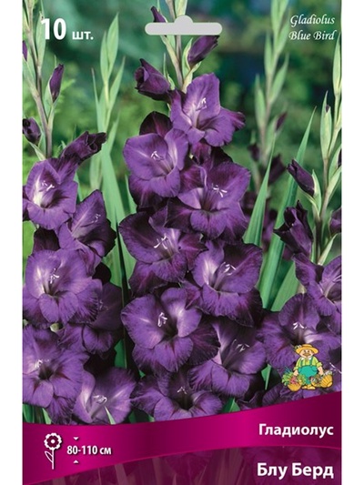 Гладиолус крупноцветковый Блу Берд Разбор 10/12, 10 шт.