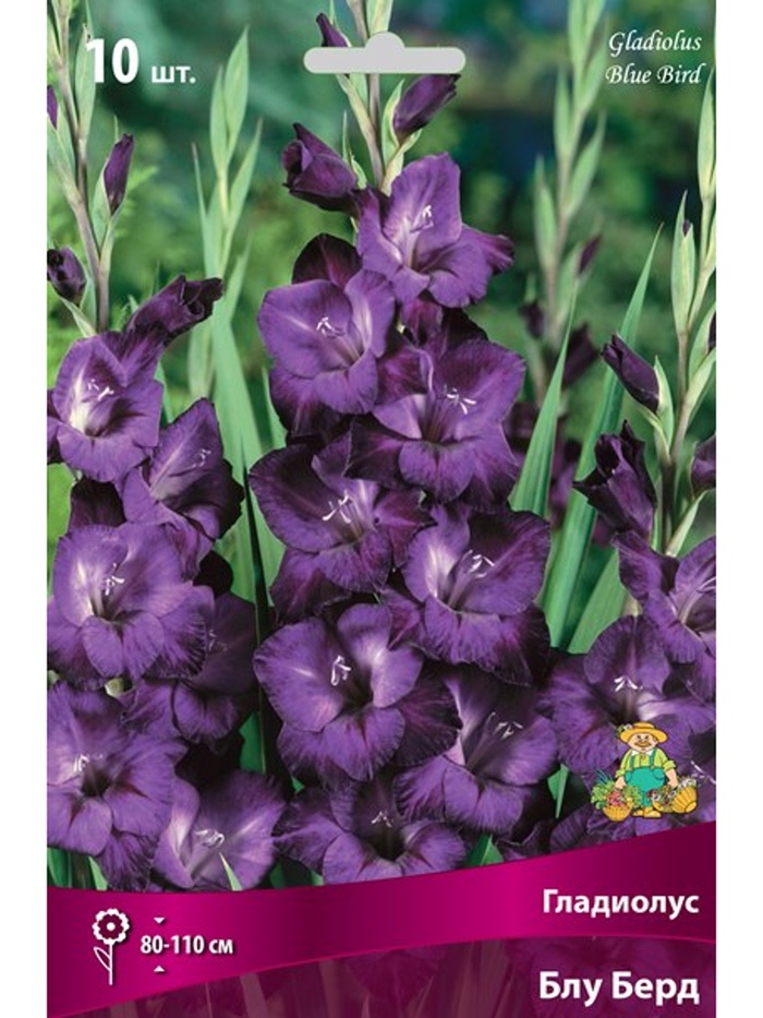 Гладиолус крупноцветковый Блу Берд Разбор 10/12, 10 шт. - Фото 1