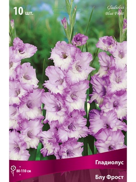 Гладиолус крупноцветковый Блу Фрост Разбор 10/12, 10 шт.