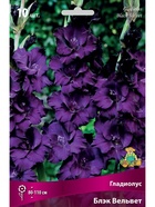 Гладиолус крупноцветковый Блэк Вельвет Разбор 10/12, 10 шт.  (артикул 10996019)  большой выбор товаров оптом и в розницу по низким ценам с доставкой