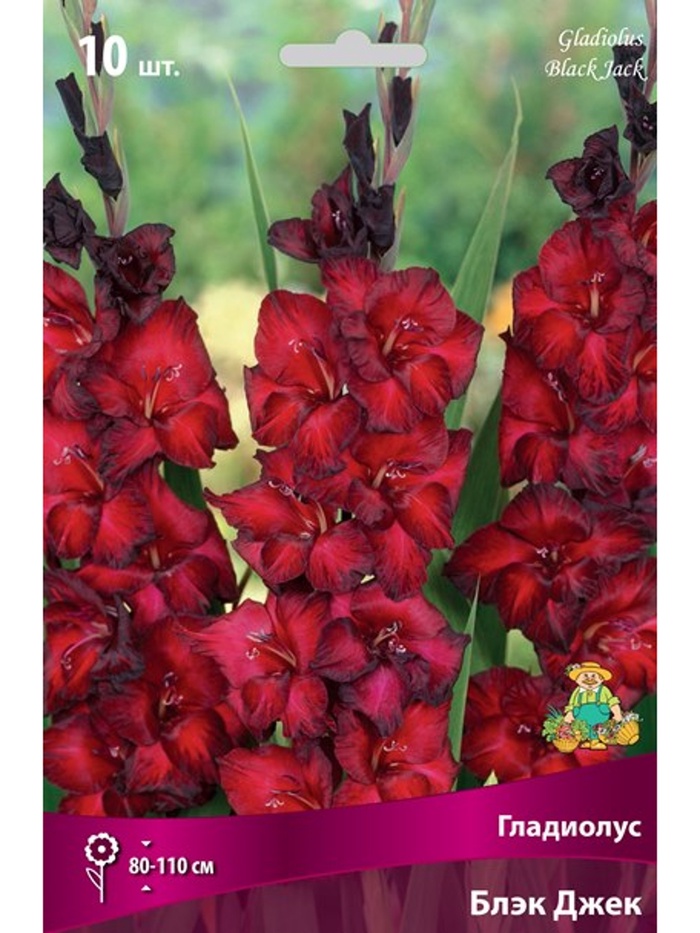 Гладиолус крупноцветковый Блэк Джек Разбор 10/12, 10 шт. - Фото 1