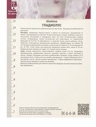 Гладиолус крупноцветковый Блэк Джек Разбор 10/12, 10 шт., Весна 2026, - Фото 3