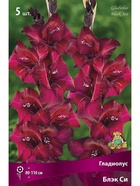 Гладиолус крупноцветковый Блэк Си Разбор 10/12, 5 шт.  (артикул 10996022)  большой выбор товаров оптом и в розницу по низким ценам с доставкой