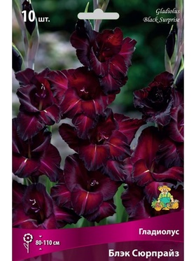 Гладиолус крупноцветковый Блэк Сюрпрайз Разбор 10/12, 10 шт.