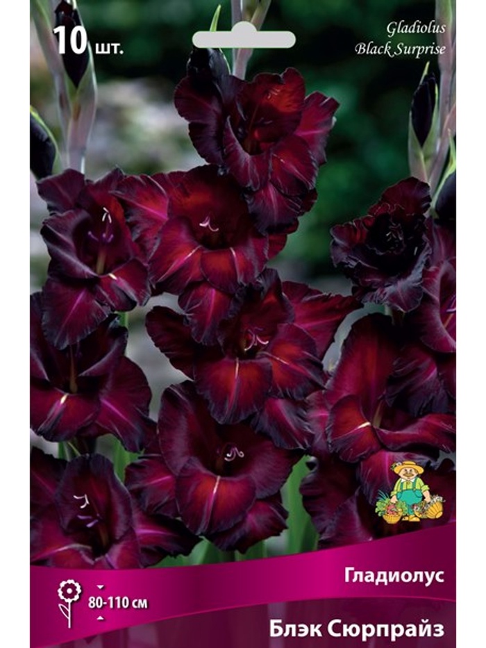 Гладиолус крупноцветковый Блэк Сюрпрайз Разбор 10/12, 10 шт.