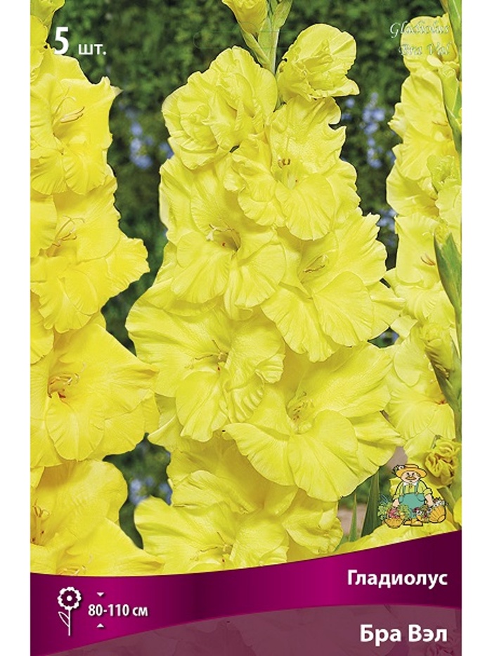 Гладиолус крупноцветковый Бра Вэл Разбор 10/12, 5 шт. - Фото 1