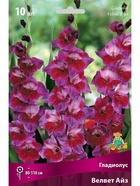 Гладиолус крупноцветковый Велвет Айз Разбор 10/12, 10 шт.  (артикул 10996025)  большой выбор товаров оптом и в розницу по низким ценам с доставкой