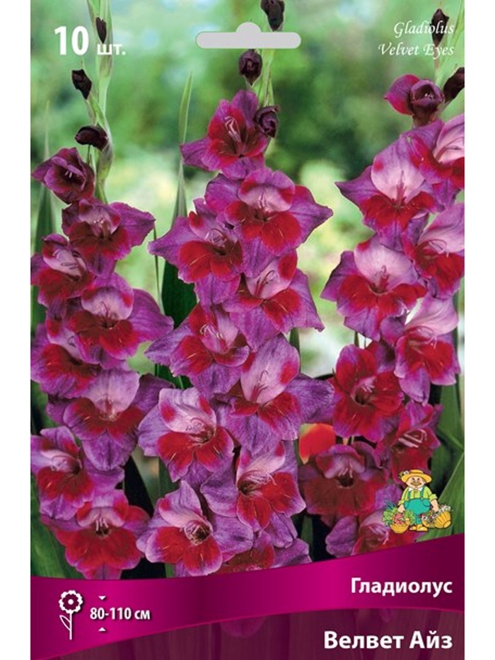 Гладиолус крупноцветковый Велвет Айз Разбор 10/12, 10 шт. - Фото 1