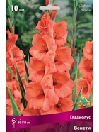 Гладиолус крупноцветковый Венети Разбор 10/12, 10 шт.  (артикул 10996026)  большой выбор товаров оптом и в розницу по низким ценам с доставкой