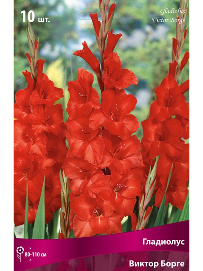 Гладиолус крупноцветковый Виктор Борге Разбор 10/12, 10 шт.