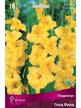 Гладиолус крупноцветковый Голд Филд Разбор 10/12, 10 шт.