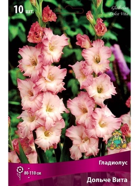 Гладиолус крупноцветковый Дольче Вита Разбор 10/12, 10 шт.