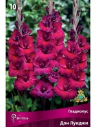 Гладиолус крупноцветковый Дон Луиджи Разбор 10/12, 10 шт.  (артикул 10996032)  большой выбор товаров оптом и в розницу по низким ценам с доставкой