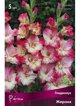 Гладиолус крупноцветковый Жирона Разбор 10/12, 5 шт.