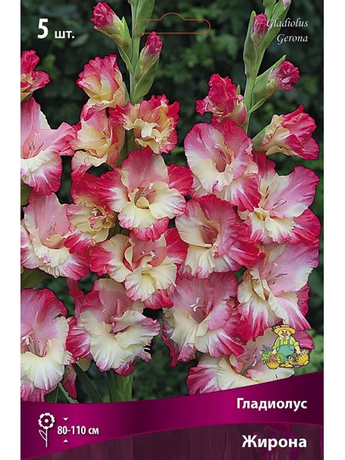 Гладиолус крупноцветковый Жирона Разбор 10/12, 5 шт.