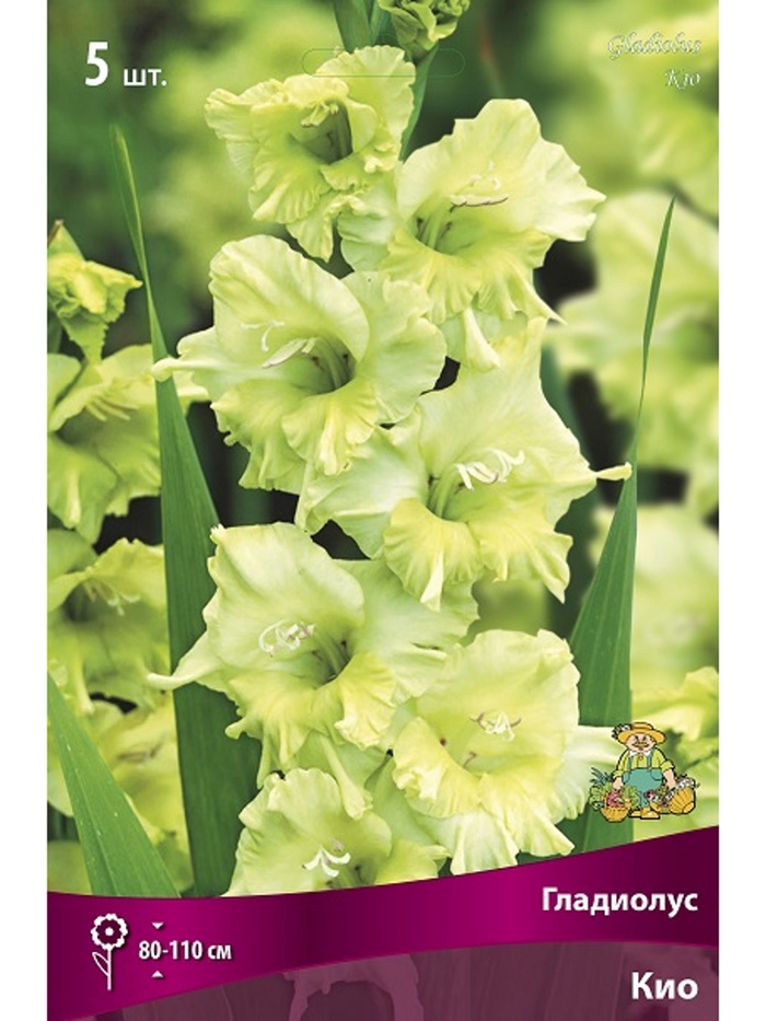 Гладиолус крупноцветковый Кио Разбор 10/12, 5 шт. - Фото 1