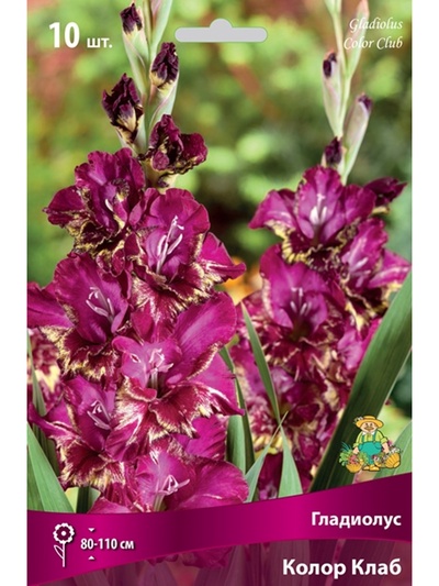 Гладиолус крупноцветковый Колор Клаб Разбор 10/12, 10 шт.