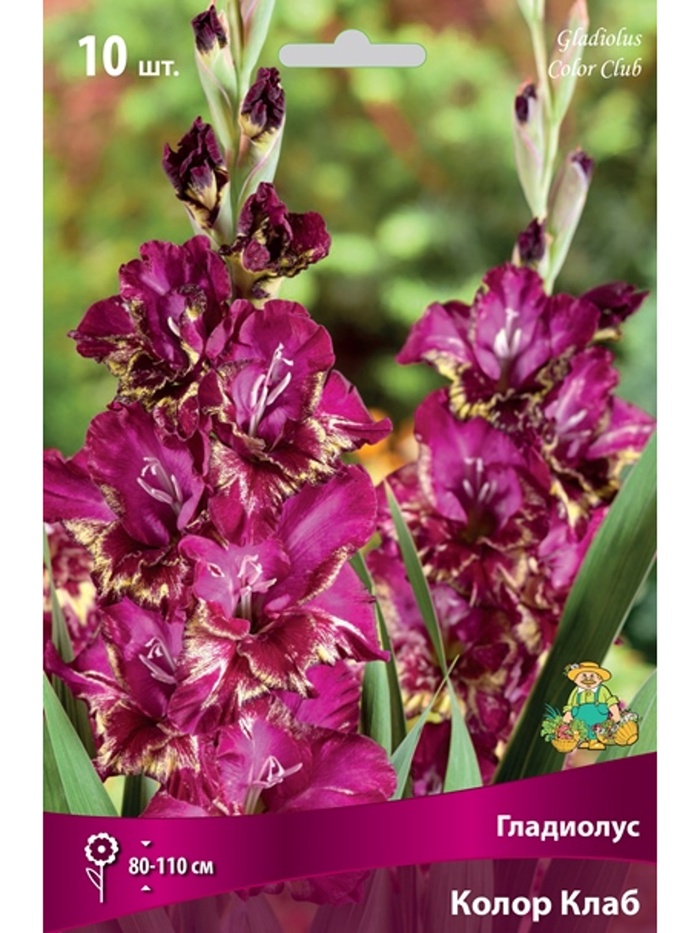 Гладиолус крупноцветковый Колор Клаб Разбор 10/12, 10 шт. - Фото 1