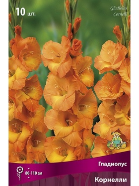 Гладиолус крупноцветковый Корнелли Разбор 10/12, 10 шт.