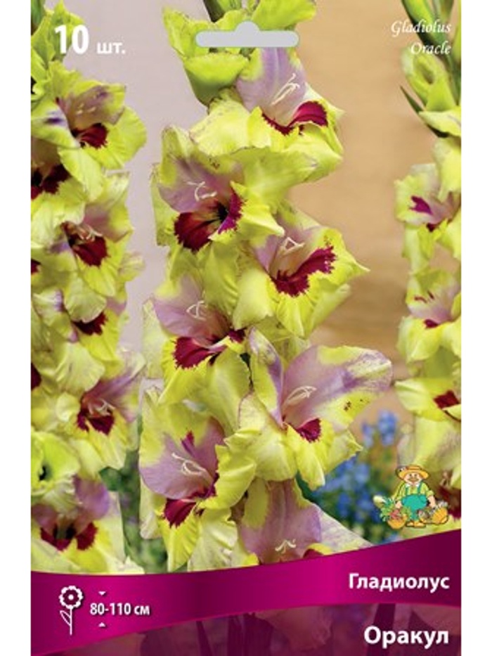 Гладиолус крупноцветковый Оракул Разбор 10/12, 10 шт. - Фото 1