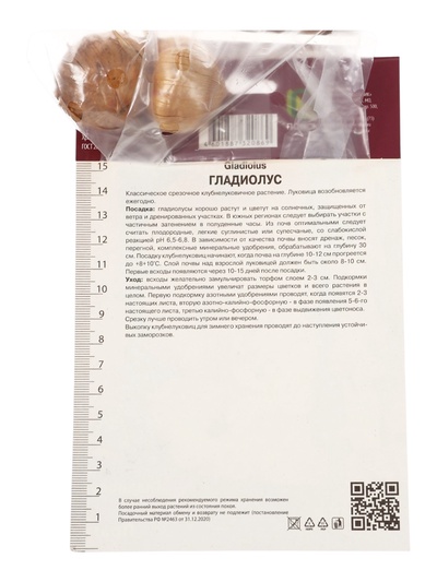 Гладиолус крупноцветковый Прага Разбор 10/12, 5 шт.