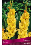 Гладиолус крупноцветковый Роксанна Разбор 10/12, 10 шт.  (артикул 10996045)  большой выбор товаров оптом и в розницу по низким ценам с доставкой