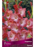 Гладиолус крупноцветковый Согно Разбор 10/12, 10 шт.  (артикул 10996047)  большой выбор товаров оптом и в розницу по низким ценам с доставкой
