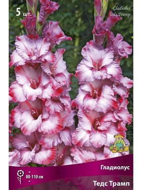 Гладиолус крупноцветковый Тедс Трамп Разбор 10/12, 5 шт.