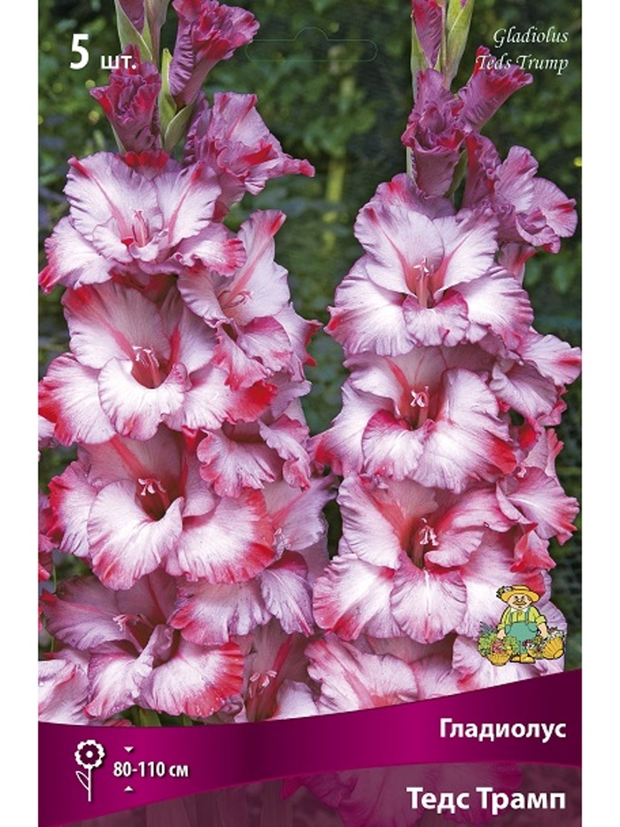 Гладиолус крупноцветковый Тедс Трамп Разбор 10/12, 5 шт.