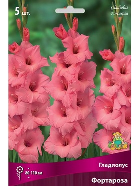 Гладиолус крупноцветковый Фортароза Разбор 10/12, 5 шт.