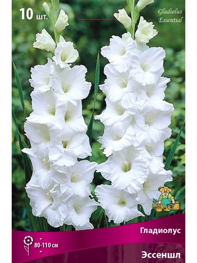 Гладиолус крупноцветковый Эссеншл Разбор 10/12, 10 шт.