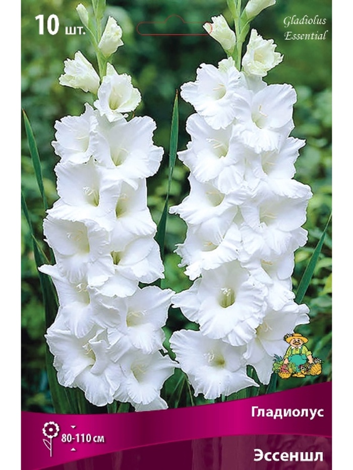 Гладиолус крупноцветковый Эссеншл Разбор 10/12, 10 шт.