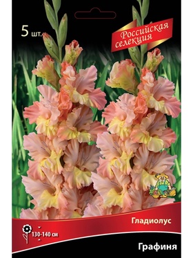 Гладиолус крупноцветковой 