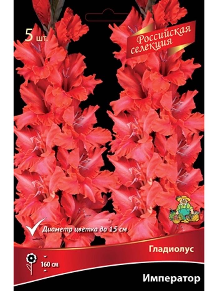 Гладиолус крупноцветковой 