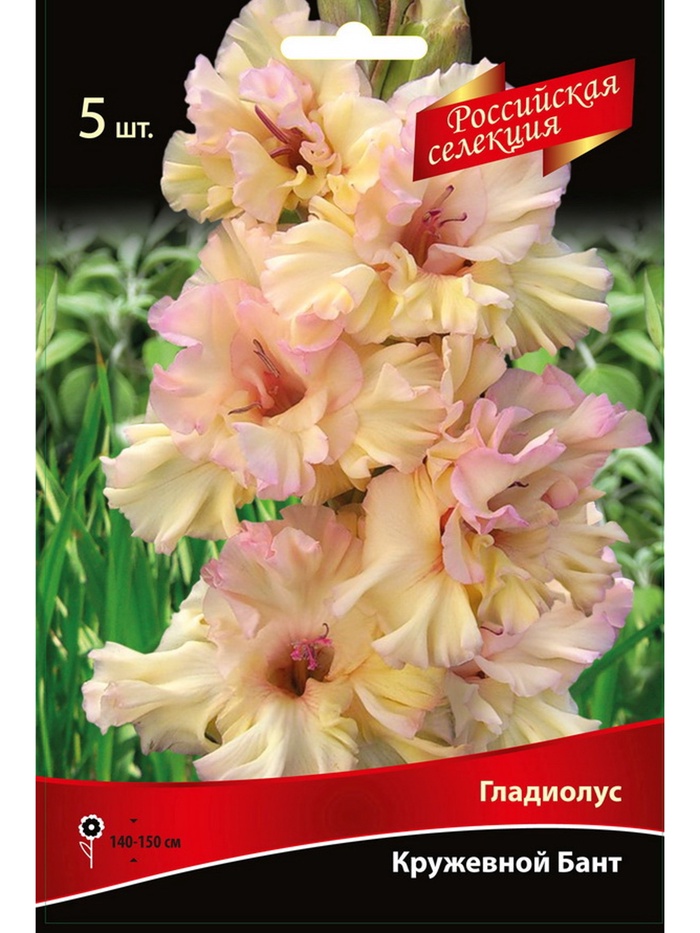 Гладиолус крупноцветковой 