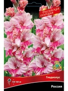Гладиолус крупноцветковой "Российская селекция" Россия Разбор 10/12, 5 шт.  (артикул 10996057)  большой выбор товаров оптом и в розницу по низким ценам с доставкой