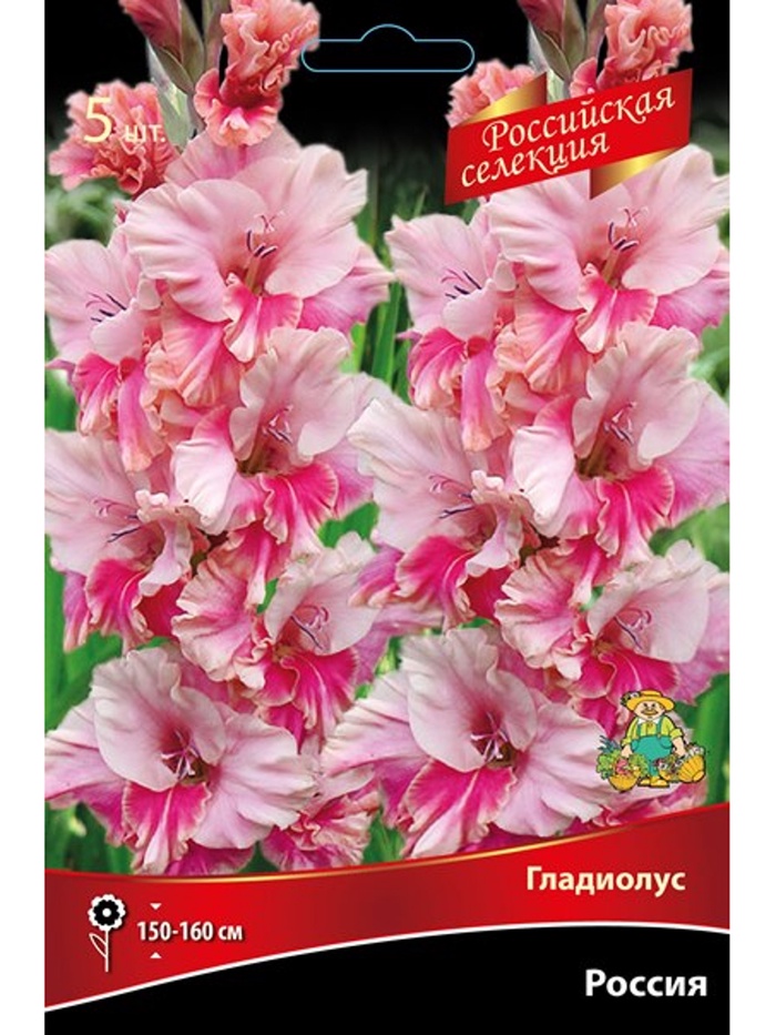 Гладиолус крупноцветковой 